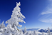 Verschneiter Nadelbaum, Kaisergebirge im Hintergrund, Oberbayern, Bayern, Deutschland