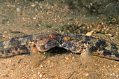 Eastern Atlantic Galicia Spain Two Rock goby fighting Gobius paganellus