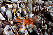 Eastern Atlantic Galicia Spain Oceanic crab in the middle of Gooseneck barnacle Pinoferes pinofrese