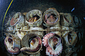 Eastern Atlantic Galicia Spain Sea farm of Octopus Octopus vulgaris