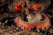 Eastern Atlantic Galicia Spain Octopus Octopus vulgaris