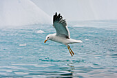 Adult kelp gull Larus dominicanus feeding after an iceberg has split near Port Lockroy near the Antarctic peninsula in the southern ocean  This is the only gull regularly found in the Antarctic peninsula to a lattitude of 68 degrees south