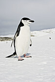 Chinstrap penguin (Pygoscelis antarctica)
