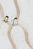 Adult gentoo penguins (Pygoscelis papua)