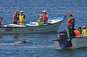 Mexican whalewatchers in pangas and California Gray Whale (Eschrichtius robustus)