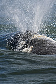 Adult California Gray Whale (Eschrichtius robustus)