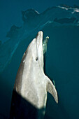 Offshore type bottlenose dolphin Tursiops truncatus bow-riding the hull of the National Geographic Sea Bird in the midriff region of the Gulf of California Sea of Cortez, Baja California Norte, Mexico