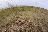 Oyster Catchers Nest Blakeney Holkham Norfolk May