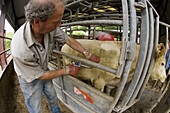 Vacinating Cattle against Blue Tongue Desease Yare Valley Norfolk