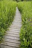Board Walk on Wetland Nature reserve Norfolk July
