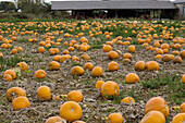 Pumpkins ready for Harvest Norfolk October