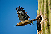 Gila Woodpecker (Melanerpes uropygialis) - Flying from nesting hole in Saguaro Cactus - Arizona -  Common Sonoran desert resident - Overall range from southwestern U.S. to central Mexico - Lives in desert washes-saguaros-river groves-cottonwoods-towns