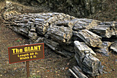 Petrified log, Petrified Forest, Sonoma County, California