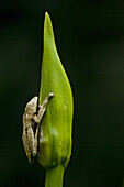 Borneo Eared Frog (Polypedates otilophus), Danum Valley Conservation Area. Sabah, Borneo, Malaysia