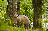 Bornean Bearded Pig (Sus barbatus), Danum Valley Conservation Area. Sabah, Borneo, Malaysia