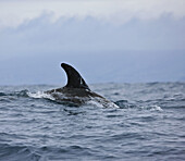 Rissos Dolphin (Grampus griseus). Pico Island, Azores, Portugal