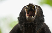 Black Howler Monkey (Alouatta caraya), Pantanal Matogrossense National Park. Mato Grosso, Brazil