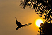 Hyacinth Macaw (Anodorhynchus hyacinthinus), Pantanal Matogrossense National Park. Mato Grosso, Brazil