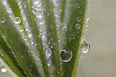 Dew drops on lupine leaves (Lupinus). Garden in Noraström, Västernorrland, Norrland, Sweden, Europe