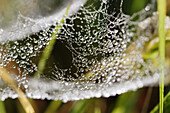 Dew drops on spider web. Västernorrland, Norrland, Sweden, Scandinavia, Europe