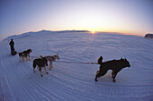 Husky team on fiord spring Longyearbyen Spitsbergen Island Svalbard Norwegian Arctic