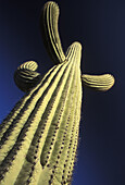 Saguaro cactus detail, Saguaro National Park, Tuscon Mountain District west unit, Tucson Arizona USA