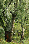 Trees in Mosquera ravine, Sierra de Espadan Natural Park. Castellon province, Comunidad Valenciana, Spain