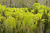 Aspens and birches on hillside, from high viewpoint
