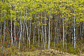 Young aspen trees