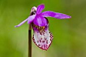 Calypso orchid/fairy slipper Calypso bulbosa