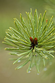 Jack Pine Pinus banksiana needles with raindrops