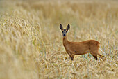 Roe deer in a grain field, Female, Capreolus capreolus, Summer, Germany