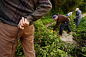 Men picking laurel leaves at the ravine of Algendar, Migjorn, Minorca. Balearic Islands, Spain