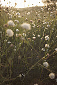 Aragon, Aragonien, Begrifflich, Blumen, Campo, Europa, Farbe, Gras, Gúdar-Javalambre, konzeptionell, Natur, Puertomingalvo, Sierra, Silhouette, Sommer, Spanien, Teruel, Verano, L51-762906, agefotostock