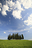 Cypress, Italian Cypress, Cupressus sempervirens, hill countryside, agricultural landscape, Tuscany, Italy