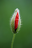 Red Poppy, Corn Poppy, Poppy, Papaver rhoeas, Mohnblume, Mohn, Klatsch Mohn, spring, Tuscany, Italy
