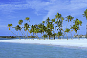 Palmtree on Island, Maldives, Indian Ocean