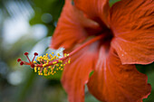 Hibiscus, Maldives Islands, Indian Ocean