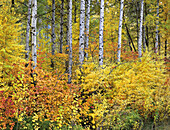 Autumn aspen trees along Stevens Pass. Highway 2. Washington State, USA.