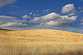 Clouds over prairie grass in the Palouse hills of Eastern Washington. USA.