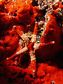 Starfish. Celebes Sea, Malaysia