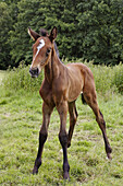 Horse, Holsteiner