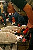 Tsukiji morning wholesale fish market. Tokyo, Japan