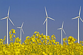 Rapefield with wind turbine. Germany