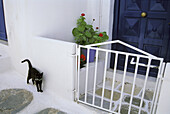 Cat, Mykonos Town, Mykonos, Cyclades Islands, Greece