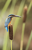 Kingfisher (Alcedo atthis) perched with fish in beak. Lorraine, France