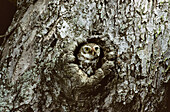Little owl (Athene noctua) at nest hole. Lorraine, France