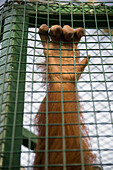 Close up of orang-outang (Pongo pygmaeus) arm in a cage, behind bars