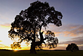 Centennial oak tree at sunset