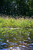 Schilf am Ufer des Saimaa Sees im Sonnenlicht, Saimaa Seenplatte, Finnland, Europa